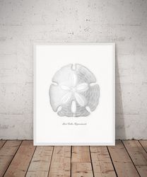 sand dollar print, vintage sea shell print, seashell poster, printable wall art. a4, 5x7, 8x10, 16x20 digital download