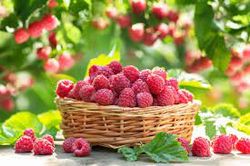 dried forest raspberries, 1000gr.(35.27oz)