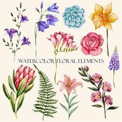 watercolor floral illustrations. floral elements