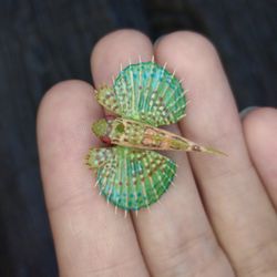 miniature clay flying gurnard, tiny fish for diorama, resin art, display or dollhouse aquarium