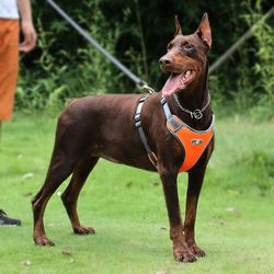 dog harness reflective