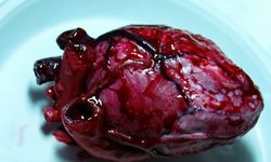 human heart (silicone for cosplay, larp, performances)