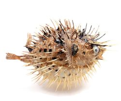 puffer porcupine real blowfish nautical fish decor with hanger many sizes