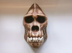 gorilla skull in natural size replica