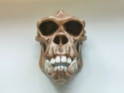 chimpanzee skull in natural size replica