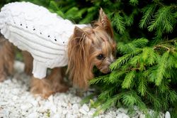 knitted dog sweater sweater for dog iggy clothes basenji clothes sweater for yorkshire terrier pet wear