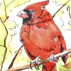 cardinal bird original watercolor painting animal original art 8 by 6