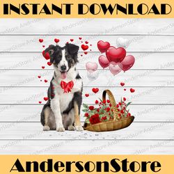 border collie hearts valentine's day png, collie dog lover png, border collie valentine's day, border collie lover png