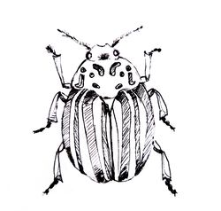 insect, colorado beetle, black and white graphics, illustration, print, poster, wall painting