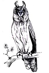 bird, owl , on a tree branch, black and white, graphics, illustration, print, poster, wall painting, download, painting