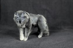 gray wolf, one-of-a-kind poseable art toy, realistic wolf doll 1/6 scales