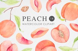 watercolor peach clipart / fruit clipart png