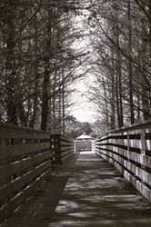 nature walk bridge