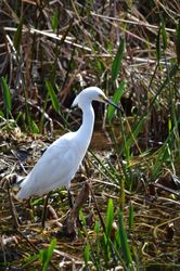 wild life bird