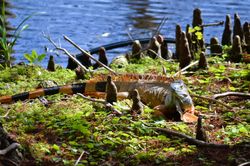 iguana photograph