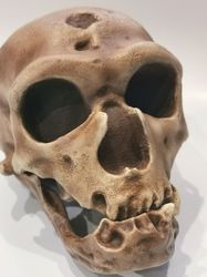 homo neanderthal homo neanderthal skull la chapelle-aux-saints replica, the old man of la chapelle, full-size, hominid,