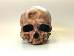 homo sapiens cro-magnon without jaw skull replica, full-size reconstruction replica, hominid,  cranium