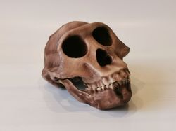 australopithecus afarensis lucy skull replica, full-size reconstruction, hominid,  cranium with jaw