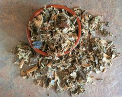 canela do velho dried plant, miconia albicans, old cinnamon, olds cinnamon