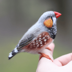 felted realistic toy zebra finches felt bird handmade art doll animal wool needle felting toy