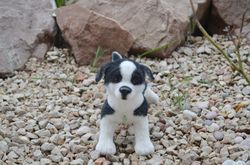 stuffed toy. puppy.