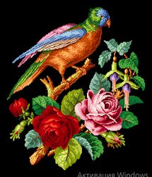 a023 parrot on a branch of roses