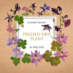 aquilegia clipart, pressed flower png, real dried flowers png clipart, botanical clipart, digital herbarium, png file
