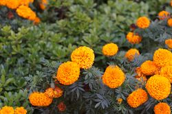 african marigold flower seeds pack of 40 seeds for gardening and planting