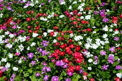 vinca rosea flower seeds for gardening and planting pack of 40 seeds