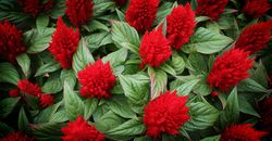 cockscomb flower seeds for gardening and plantation pack of 40 seeds