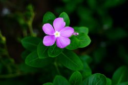 catharanthus roseus flower seeds pack of 30 seeds for planting and gardening