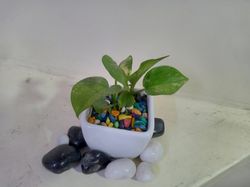 epipremnum aureum ( money plant ) with ceremic pot & soil & and colorful pebbles with decorative black and white pebbles