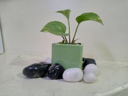 add a touch of natural beauty to your space with our epipremnum aureum (money plant) and decorative pebbles combo