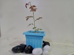 rosa indica ( indian rose ) plant with pot along with pebbles and black & white pebbles medium size for decor and plant