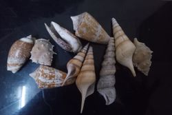 decorate your home or office with our unique conch shell mix pack of 10 pieces