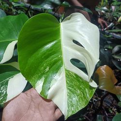 monstera albo varigated 4 leaves