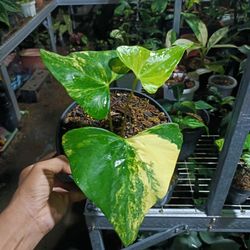 anthurium pteroductyl varigated