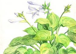 original watercolor painting garden flowering plant hosta flowers artwork hand painting 11x16 inch