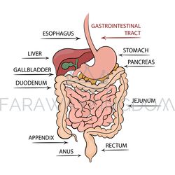 pancreas gastrointestinal tract education diagram vector set
