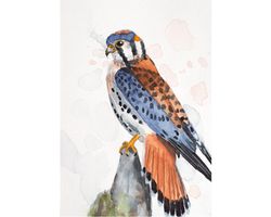 american kestrel original watercolor painting windhover wall art predatory bird of prey wilderness hawk artwork abstract