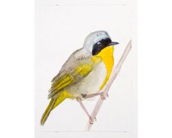 aceo common yellowthroat bird original watercolor painting american little songbird small art warbler nursery wall decor