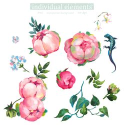 illustration set pink roses flowers