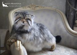 Pallas cat Nusha realistic plush animals. Ooak toy. Realistic manul stuffed toy (READY TO SHIP)