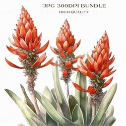 Striking Table Mountain aloe Botanical Wall Art Decor, Floral art, Nature-inspired Decor, Artistic Prints, Wall Art, Ins