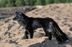 black wolf 1/6, realistic poseable art doll with flexible body, one-sixth scales action figure