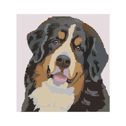 bernese mountain dog