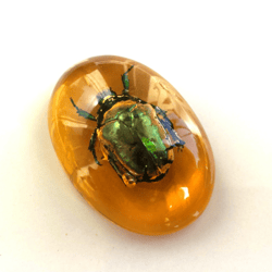 Real Insect in Resin Keychain Green Bug Beetle in Amber Resin Keychain Cute Little Gift Kids Christmas Gift for Friend | AmberStar