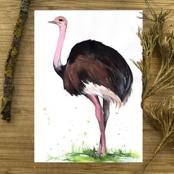 ostrich bird painting, watercolor paintings, handmade home art bird watercolor painting by anne gorywine