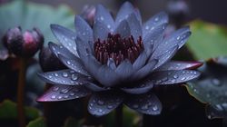 lovely black lotus flower, photorealistic