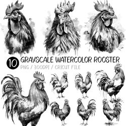 garyscale watercolor rooster png |  animal, nursery, png, chicken, hen, upper body, face, image, illustration